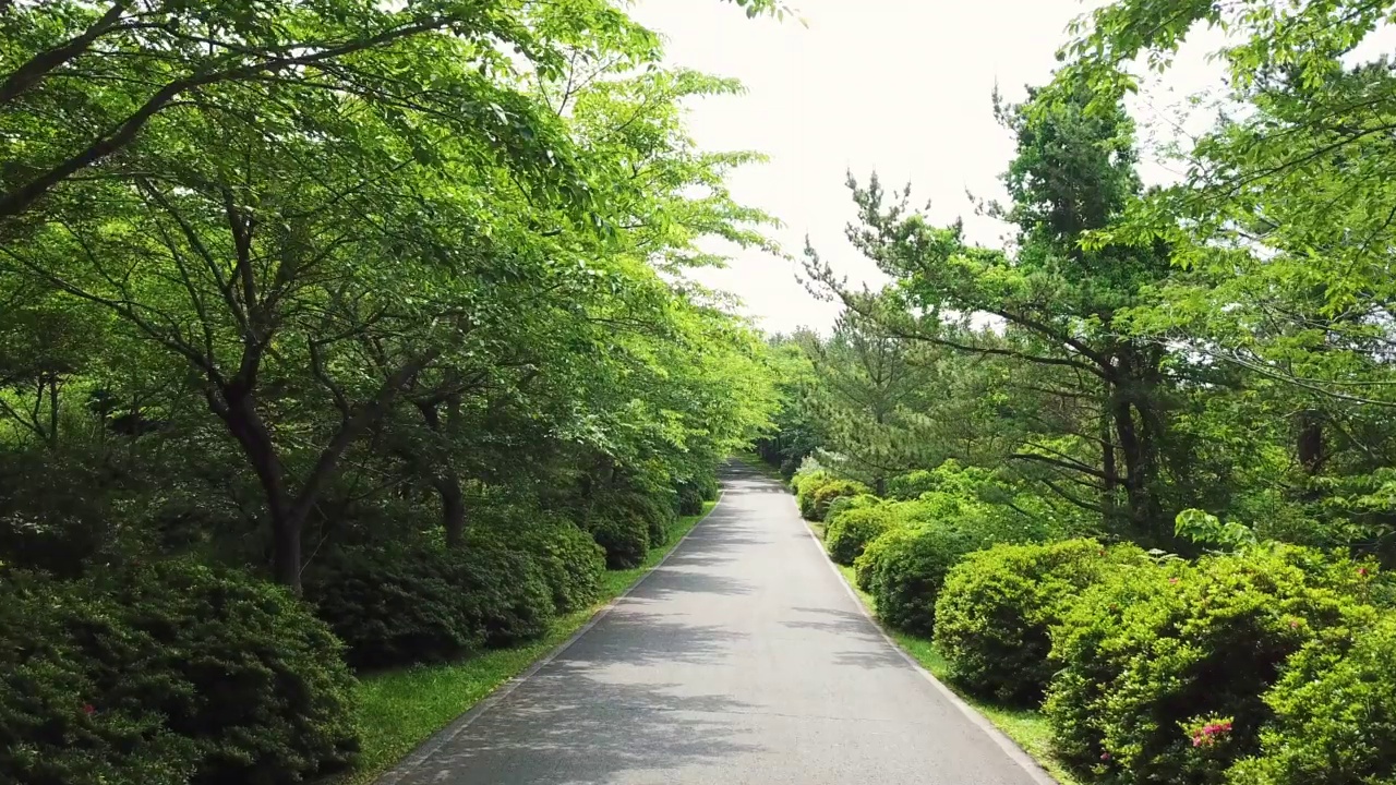 道路、小径、森林和木材的风景/西归浦市，济州岛，韩国视频素材