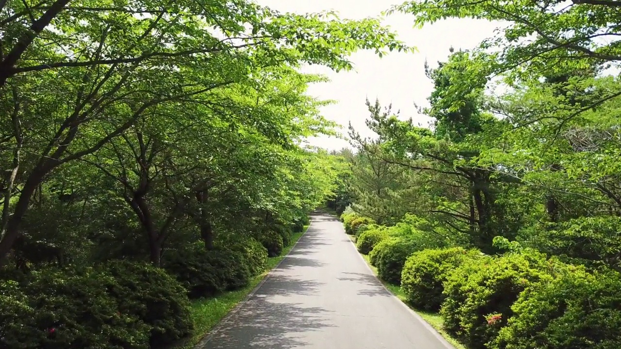 道路、小径、森林和木材的风景/西归浦市，济州岛，韩国视频素材