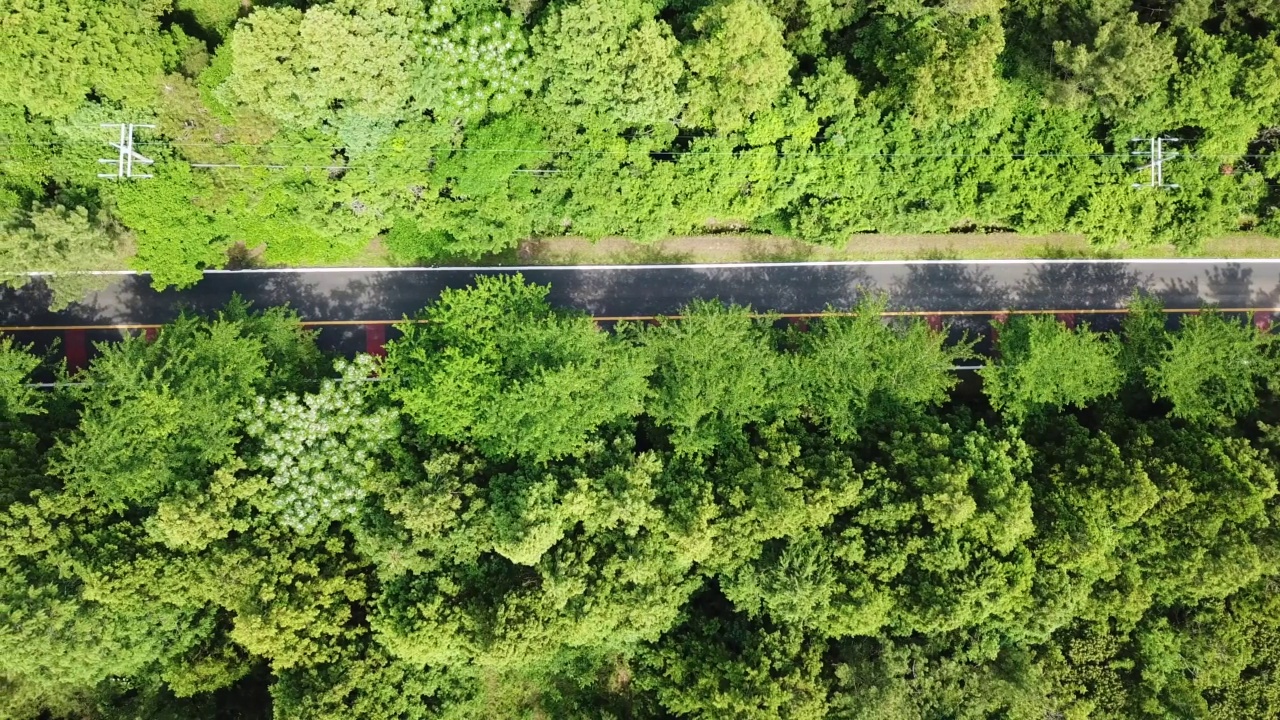 木材，森林- 1100路/西归浦市，济州岛，韩国汽车运动视频素材