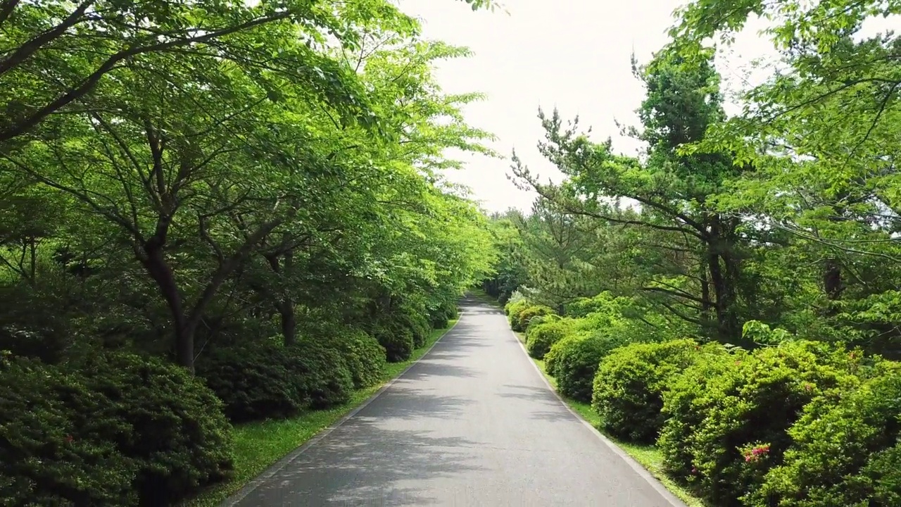 道路、小径、森林和木材的风景/西归浦市，济州岛，韩国视频素材