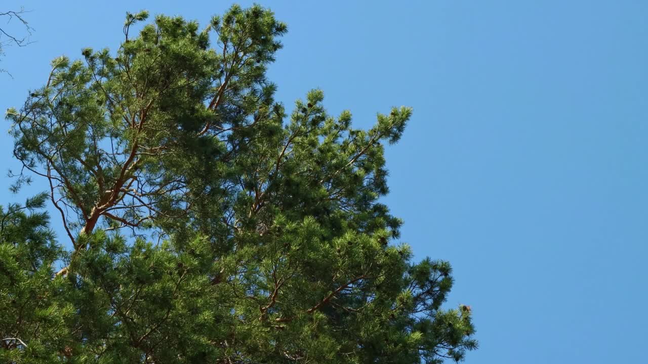 在美丽的蓝天背景下，一棵宽大的松树的绿色树冠摇曳着视频素材