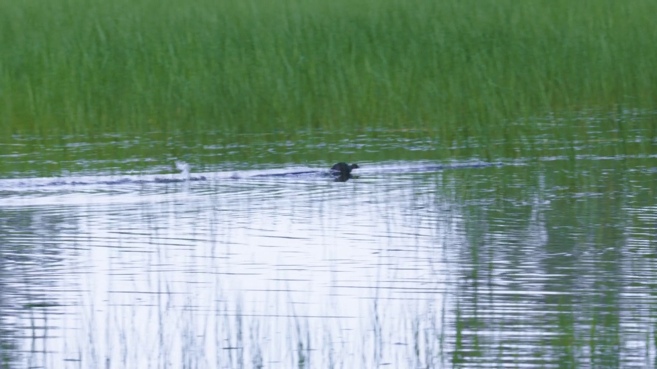 小灰蝶(Tachybaptus ruficollis)视频素材