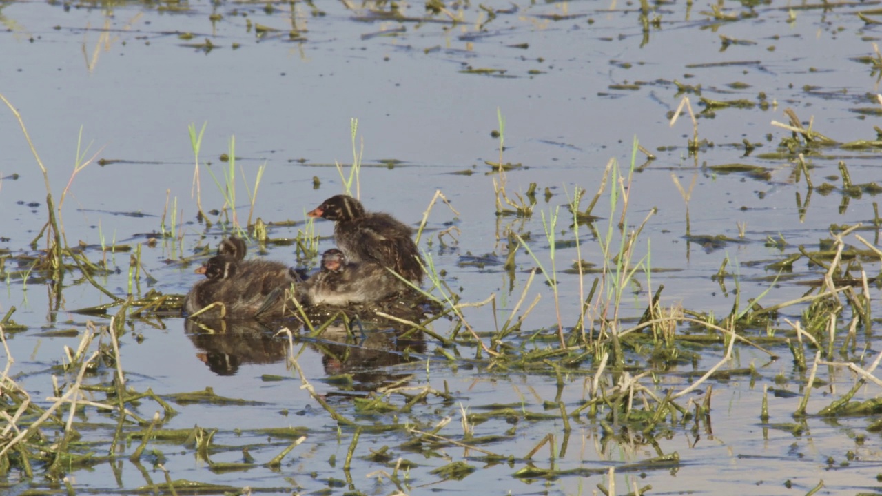 小灰蝶(Tachybaptus ruficollis)筑巢视频素材