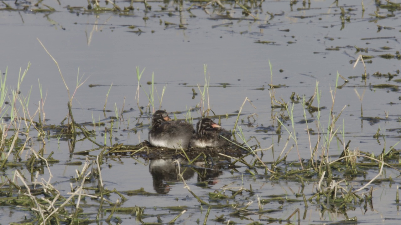 小灰蝶(Tachybaptus ruficollis)筑巢视频素材