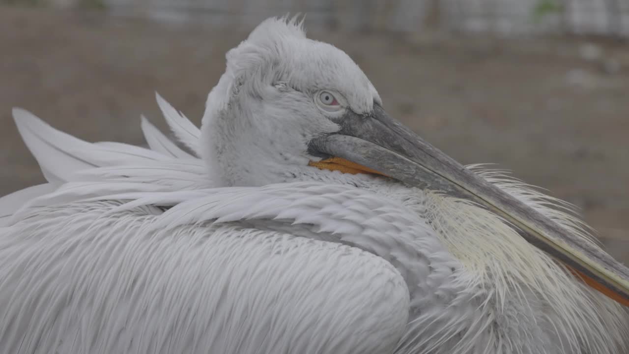 卷鹈鹕(Pelecanus crispus)是鹈鹕科的一种鸟。卷毛鹈鹕被列入世界自然保护联盟红色名单，处于易危状态。4K慢镜头120帧，ProRes 422，未分级C-LOG 10位视频素材