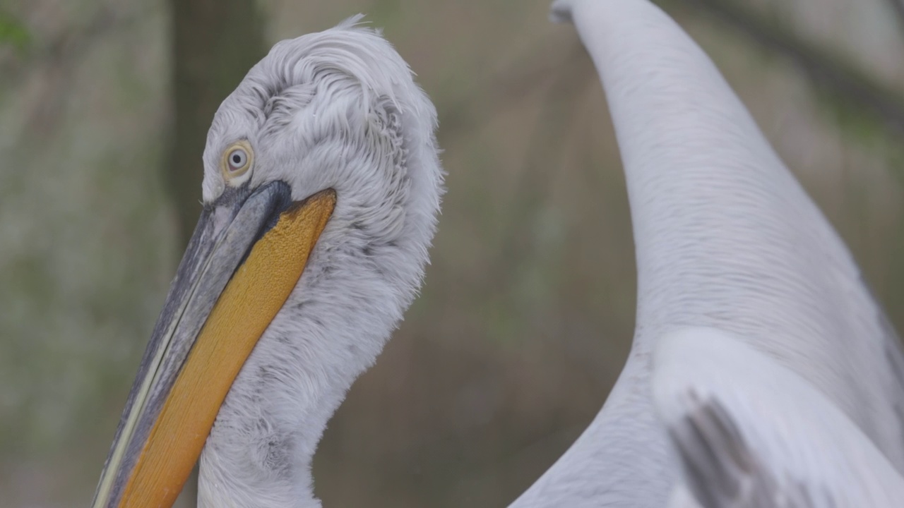 卷鹈鹕(Pelecanus crispus)是鹈鹕科的一种鸟。卷毛鹈鹕被列入世界自然保护联盟红色名单，处于易危状态。4K慢镜头120帧，ProRes 422，未分级C-LOG 10位视频素材