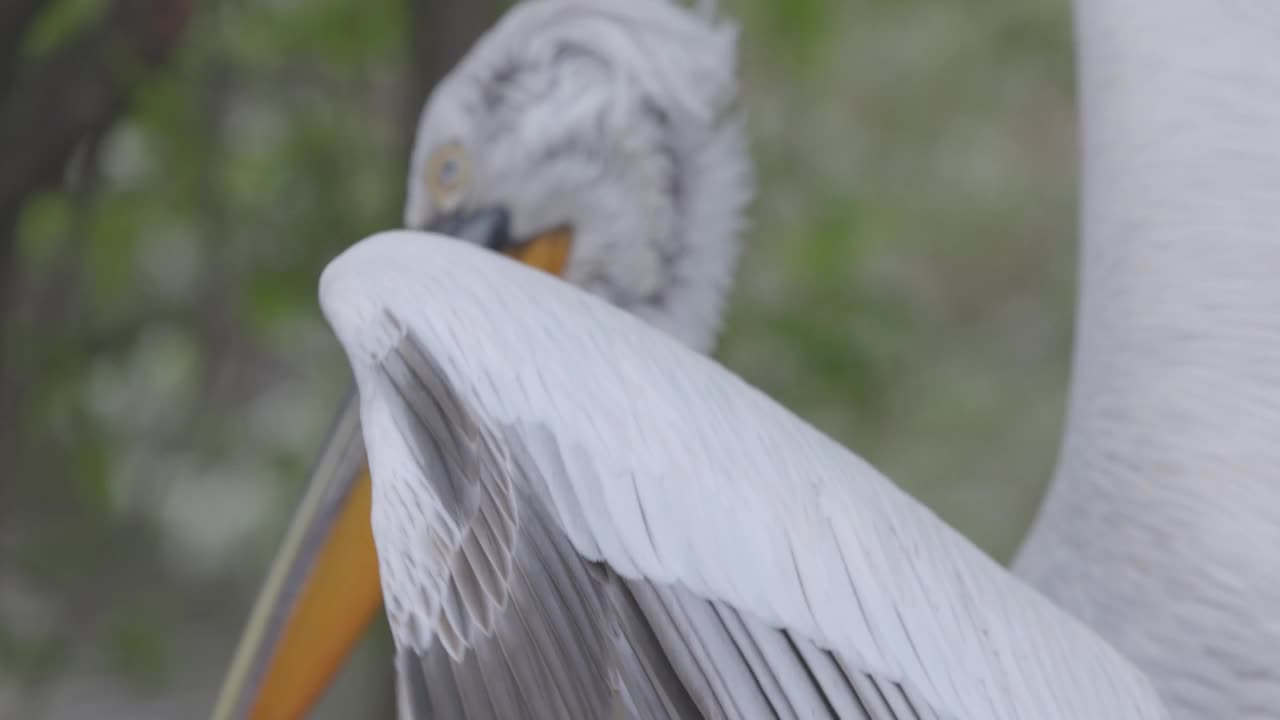 卷鹈鹕(Pelecanus crispus)是鹈鹕科的一种鸟。卷毛鹈鹕被列入世界自然保护联盟红色名单，处于易危状态。4K慢镜头120帧，ProRes 422，未分级C-LOG 10位视频素材