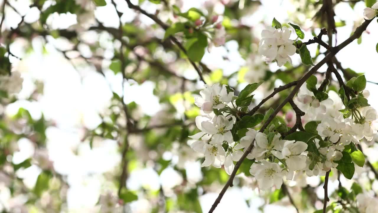 白色的苹果花。春天的花园里，苹果树开着美丽的浅色花朵。宏观的自然背景。春天开花的背景视频素材