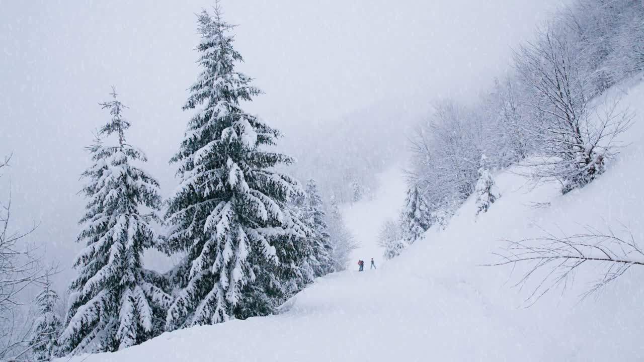 雪落在山上的森林树木上。美丽的4K超高清视频剪辑拍摄在寒冷的冬季喀尔巴阡山公园。高原国家公园的雪季镜头用4K拍摄视频素材