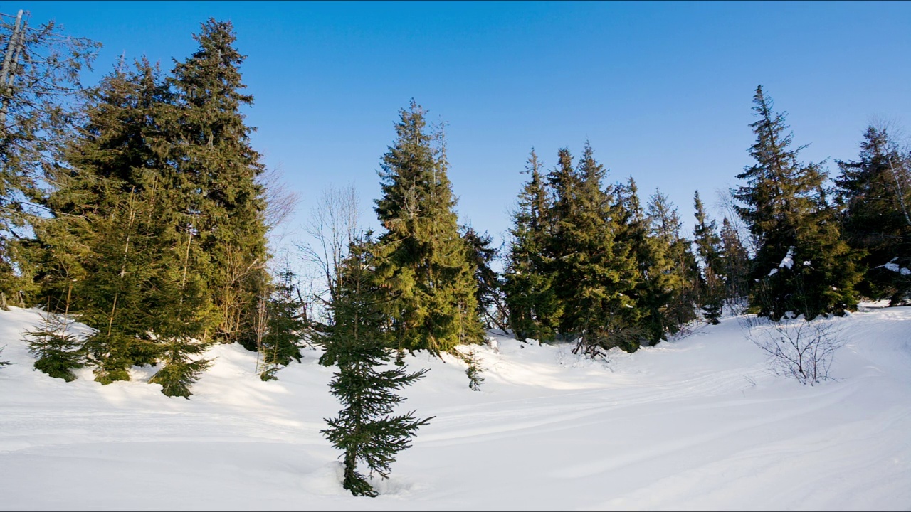 从上面看，巨大的荒野和雪山。在一个寒冷的冬日里，在一个阳光明媚的早晨拍摄的绿色云杉森林。高清高质量拍摄视频素材