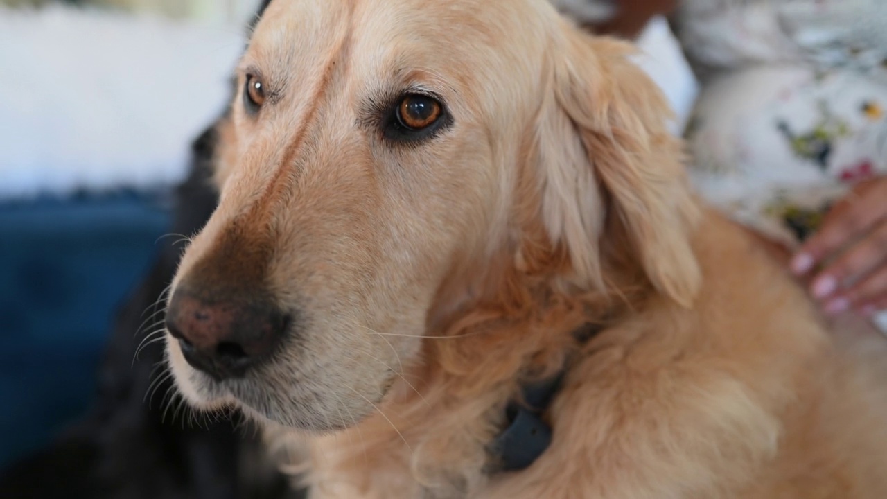 金毛猎犬的特写镜头视频素材