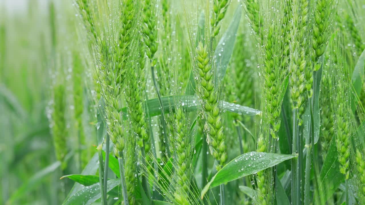 春天新鲜的小麦穗视频素材