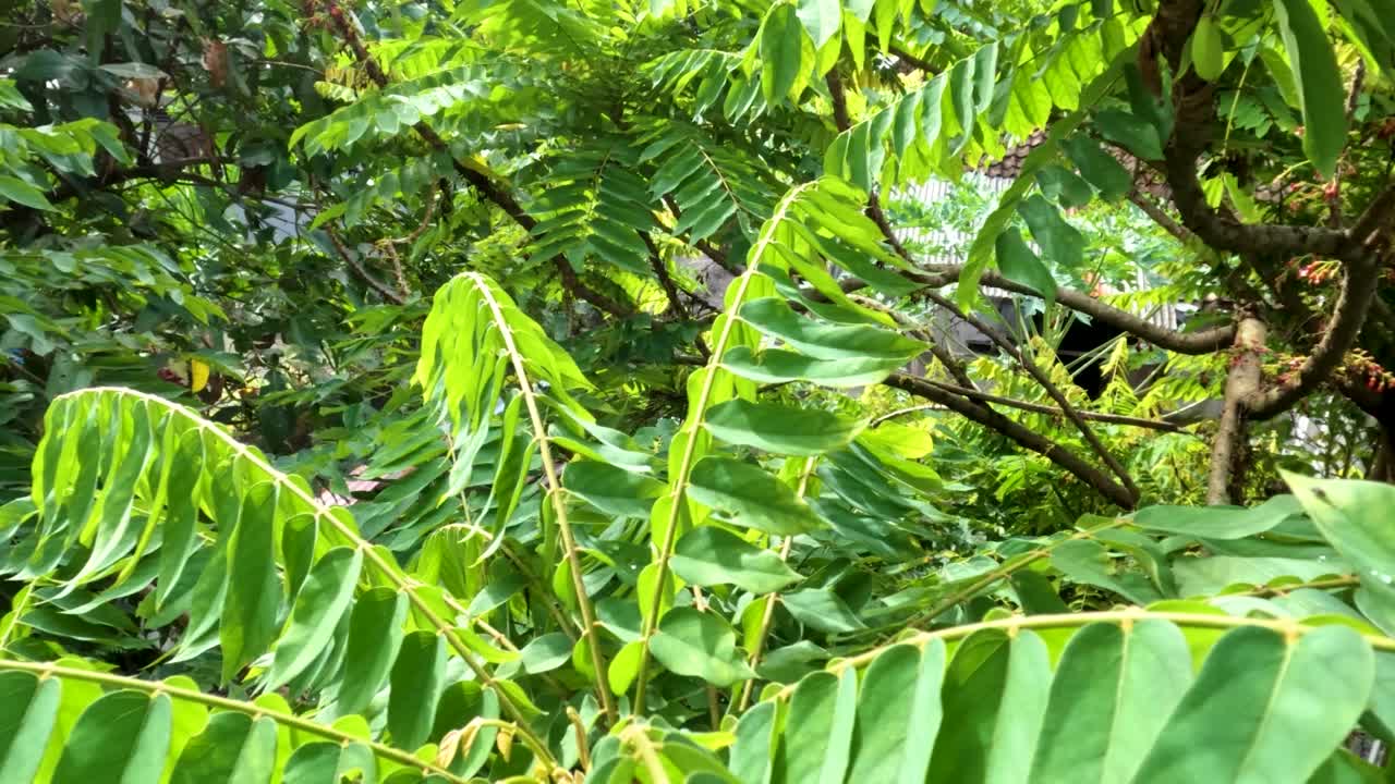 镜头在树叶之间移动的bilimbi树，树枝的顶部有茂密的绿叶视频素材