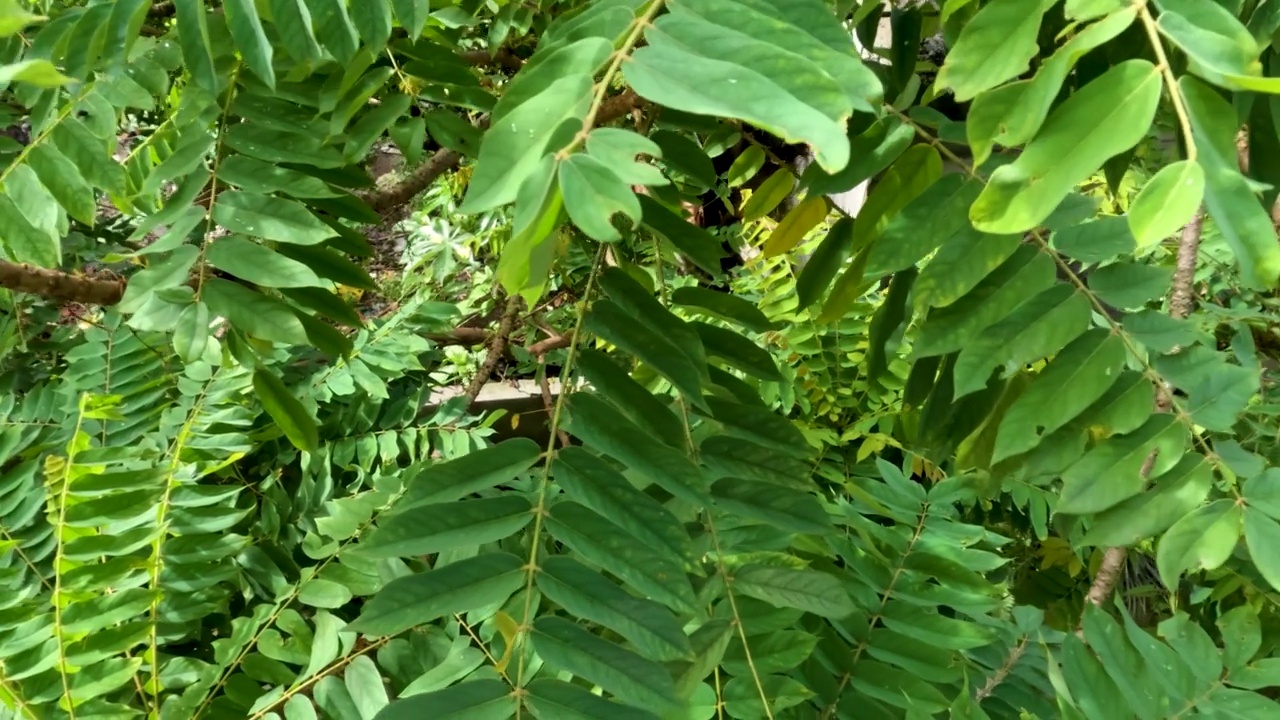 镜头在树叶之间移动的bilimbi树，树枝的顶部有茂密的绿叶视频素材