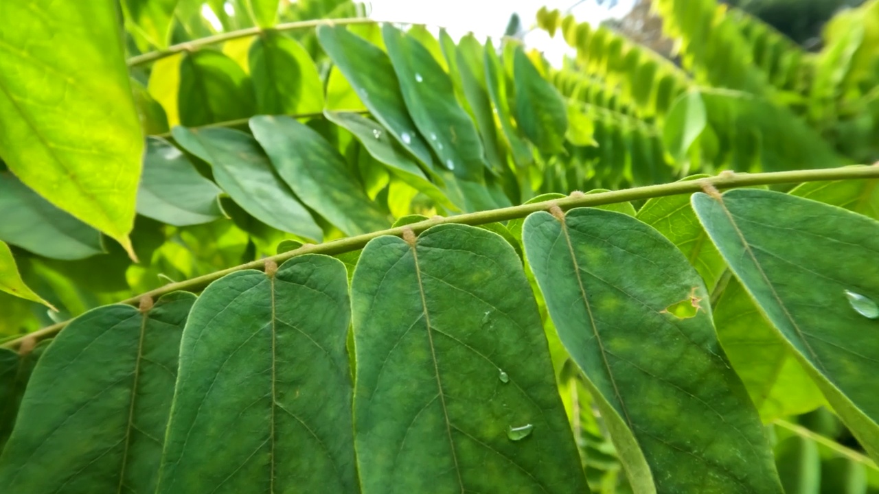 镜头在树叶之间移动的bilimbi树，树枝的顶部有茂密的绿叶视频素材