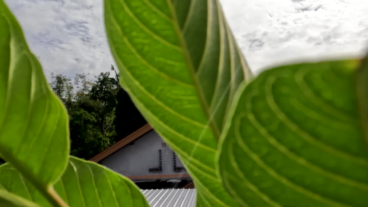 番石榴果属植物，叶片绿色，叶骨架清晰可见，属热带果属植物视频素材