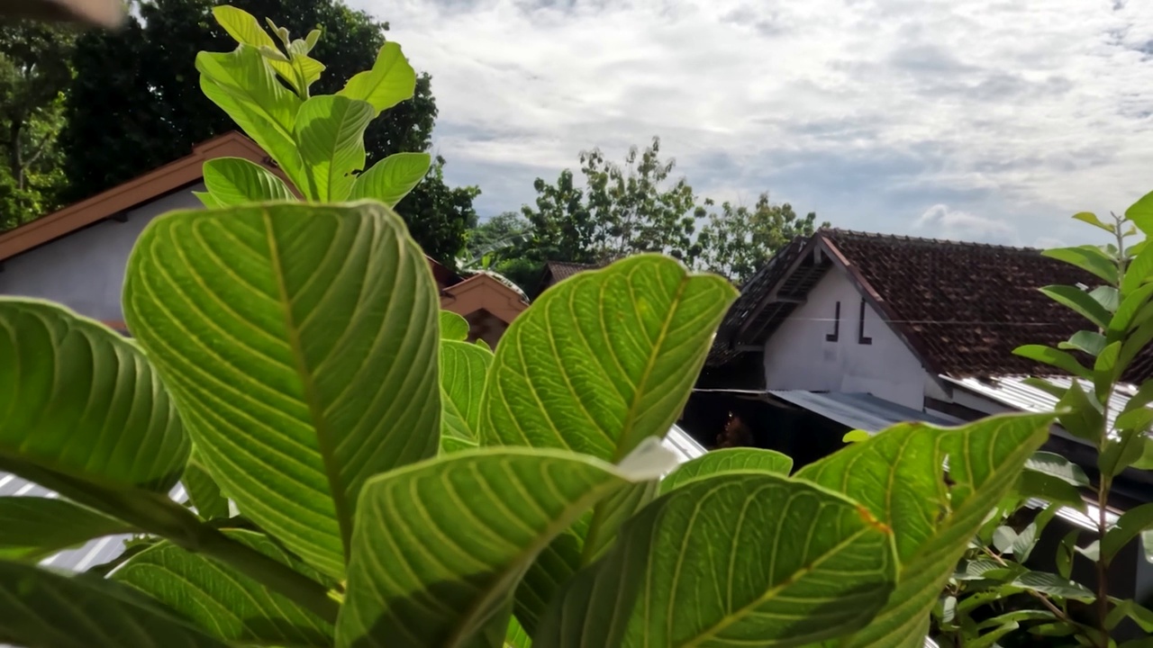 番石榴果属植物，叶片绿色，叶骨架清晰可见，属热带果属植物视频素材