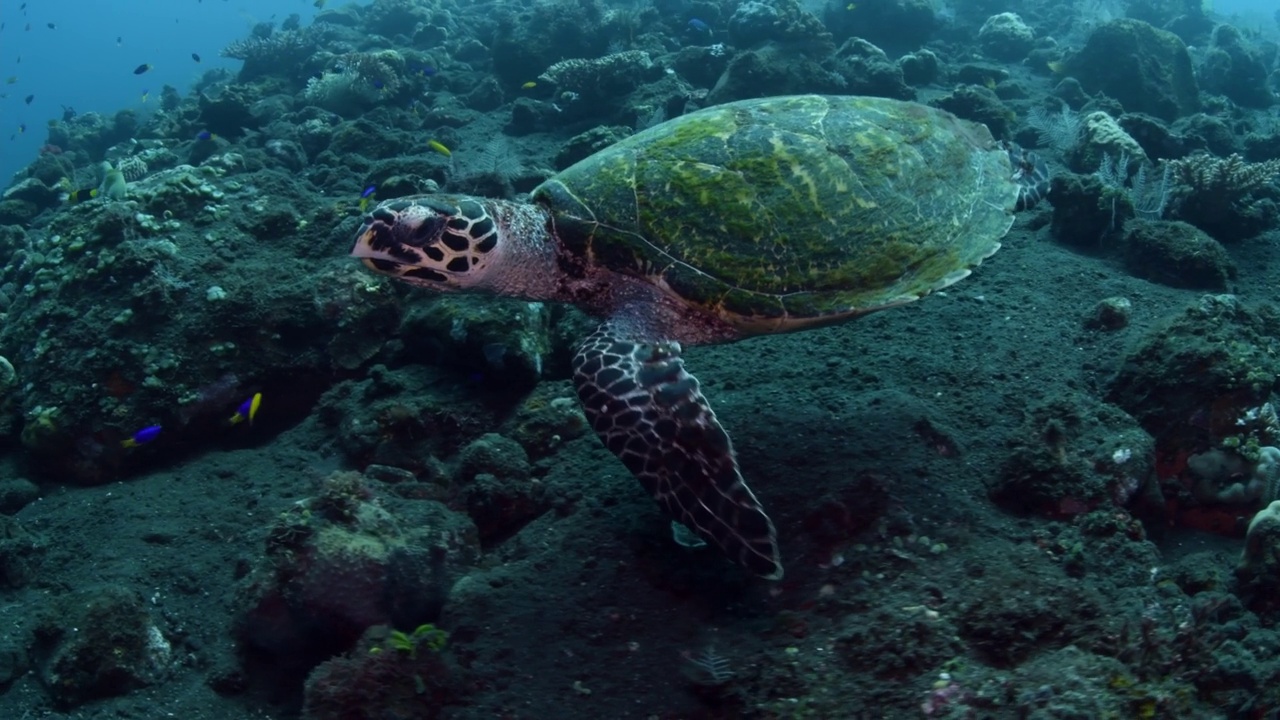 海龟视频素材