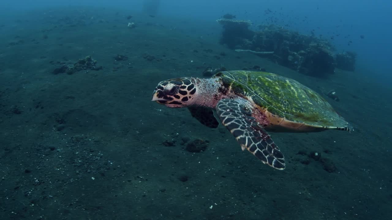 海龟视频素材