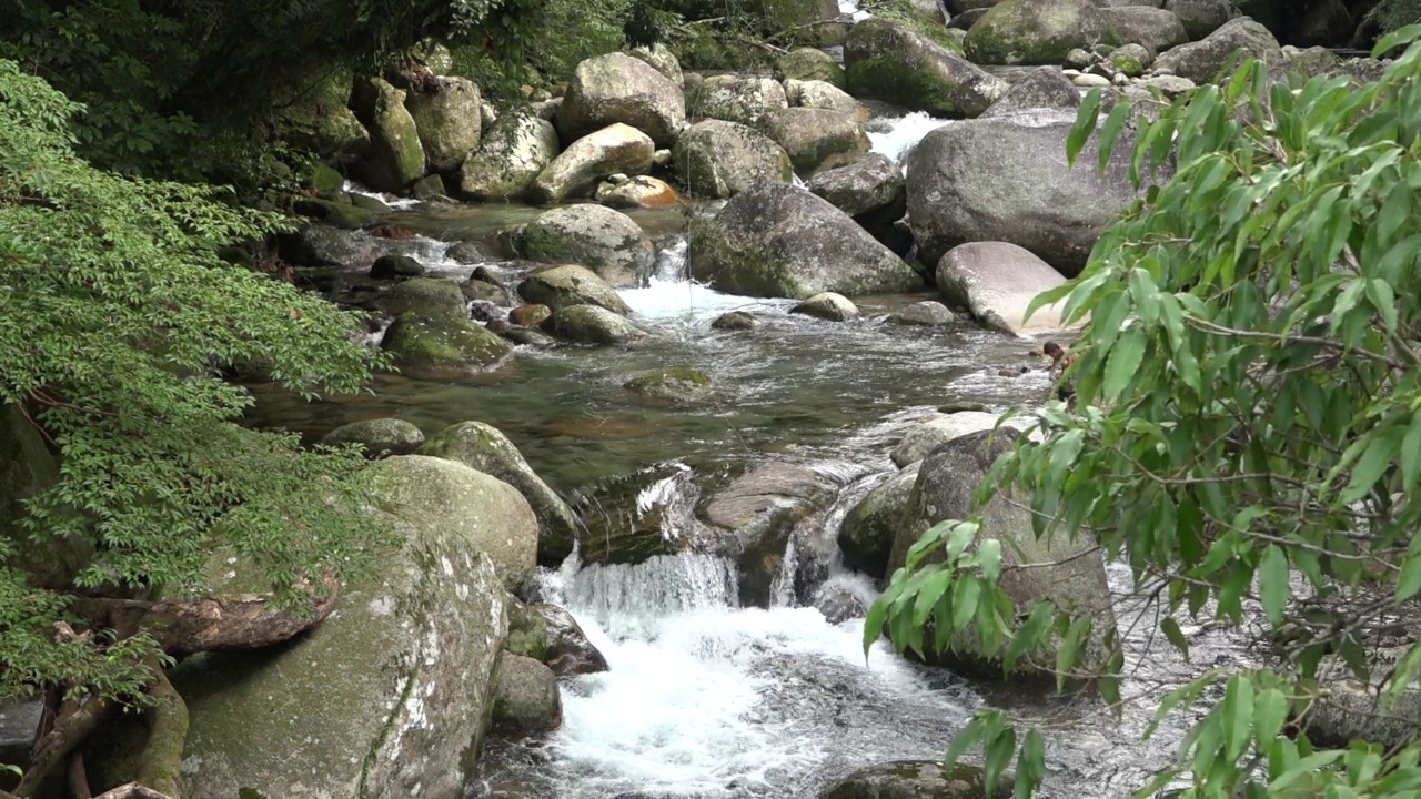 屋久岛-森林中的山谷风景/鹿儿岛，日本视频素材