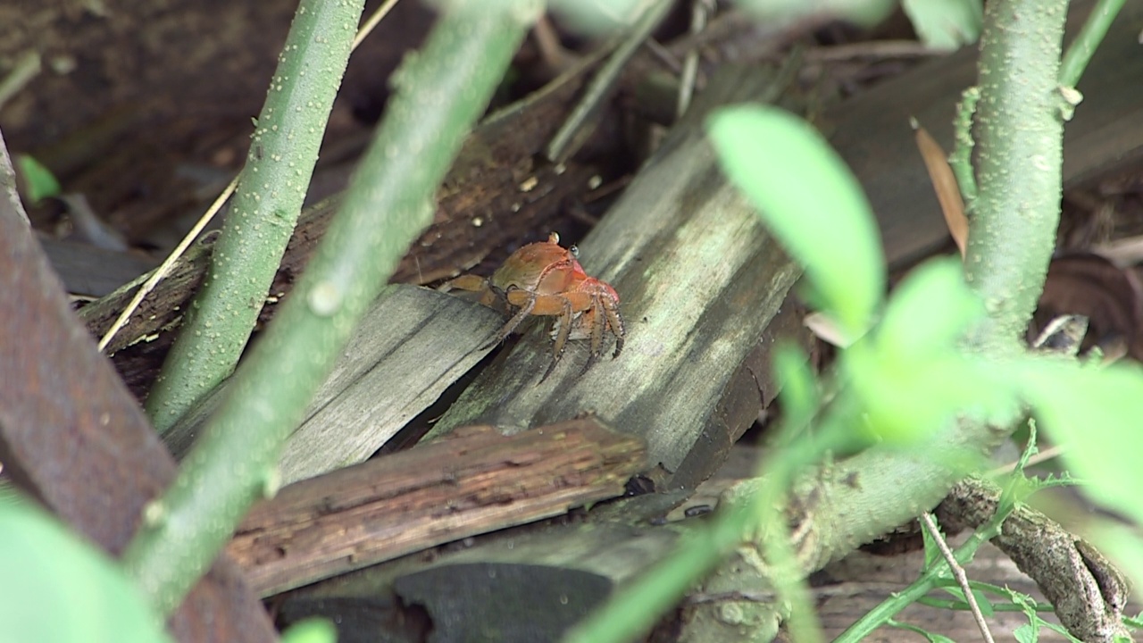 屋久岛-马毛蟹(Erimacrus isenbeckii) /日本鹿儿岛视频素材