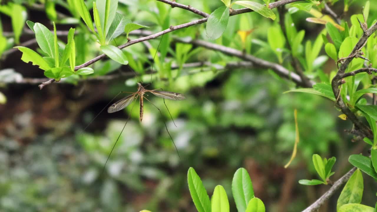 把羽毛梳理得很漂亮的昆虫视频下载