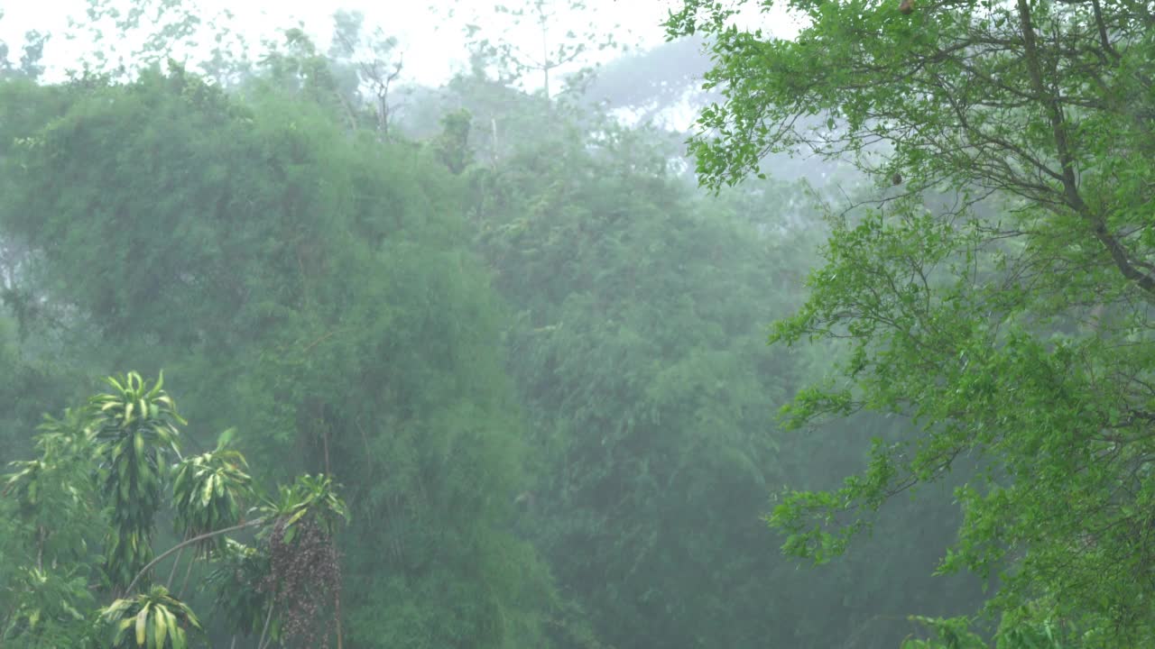 雨林里的树在雨中被强风吹动。视频素材