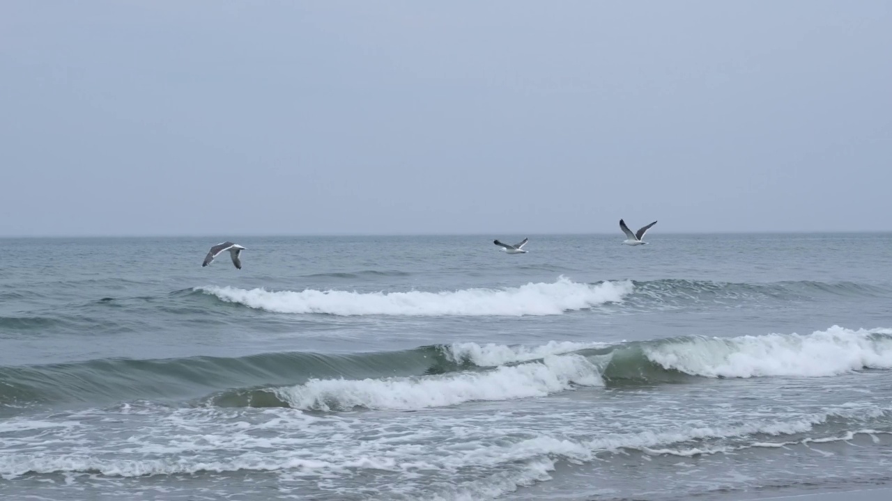 一小群海鸥从海边起飞，沿着海岸飞翔。视频素材