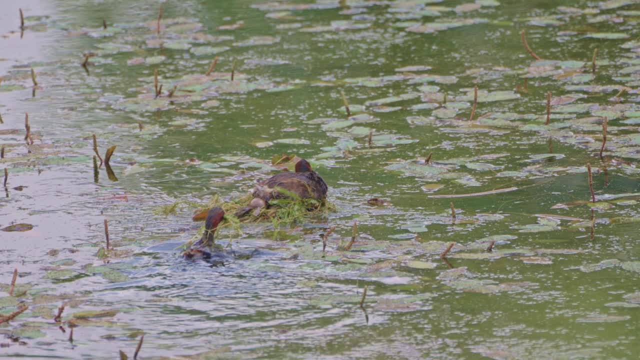 小灰蝶(Tachybaptus ruficollis)筑巢视频素材