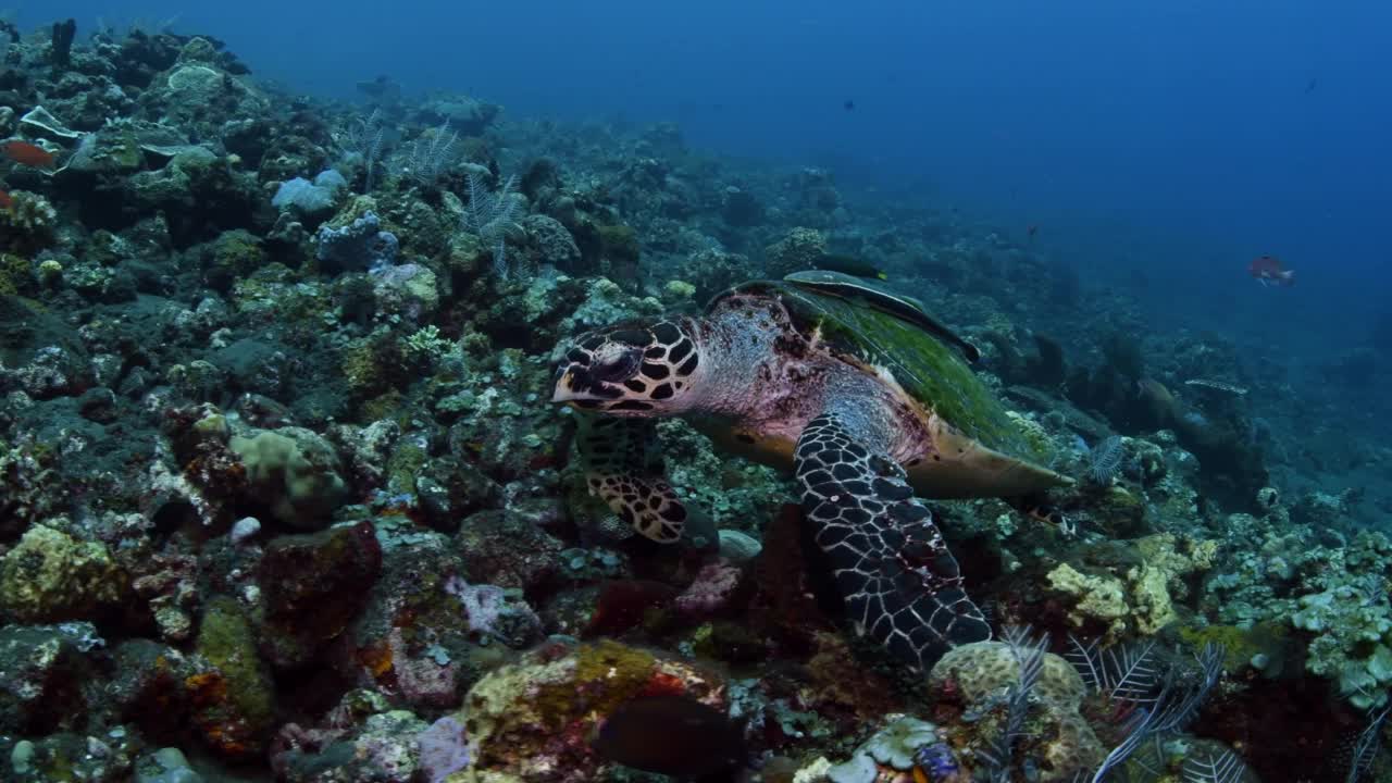 海龟视频素材