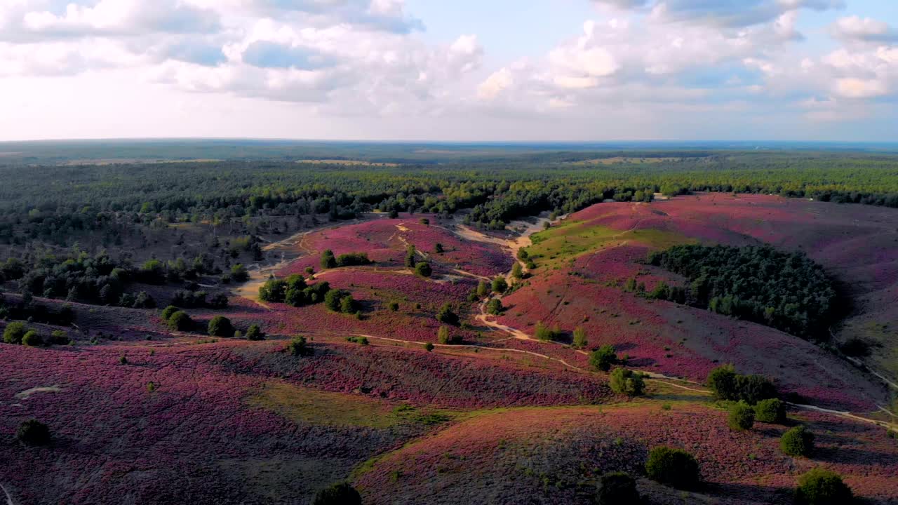 日出时盛开的石南花田在Veluwe Posbank视频素材