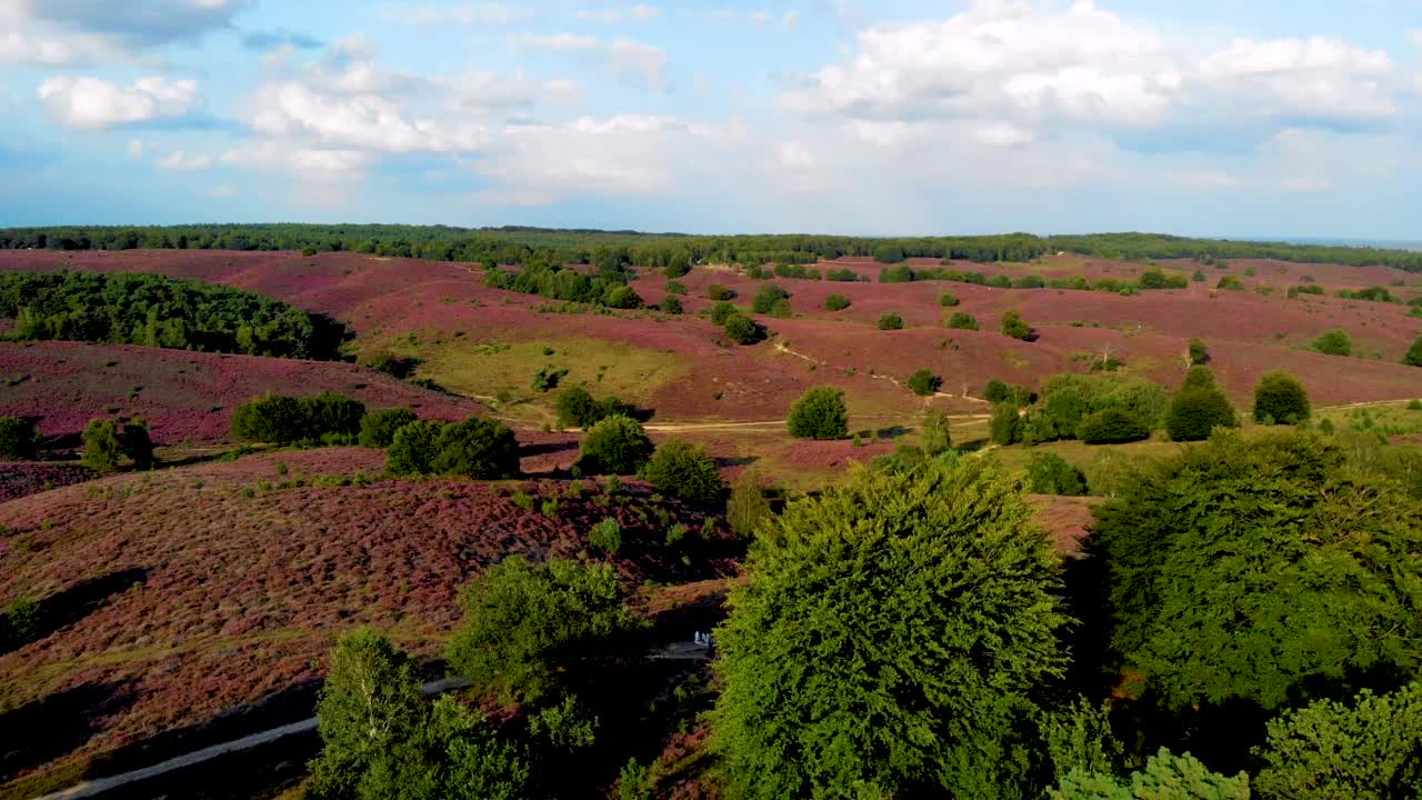 日出时盛开的石南花田在Veluwe Posbank视频素材