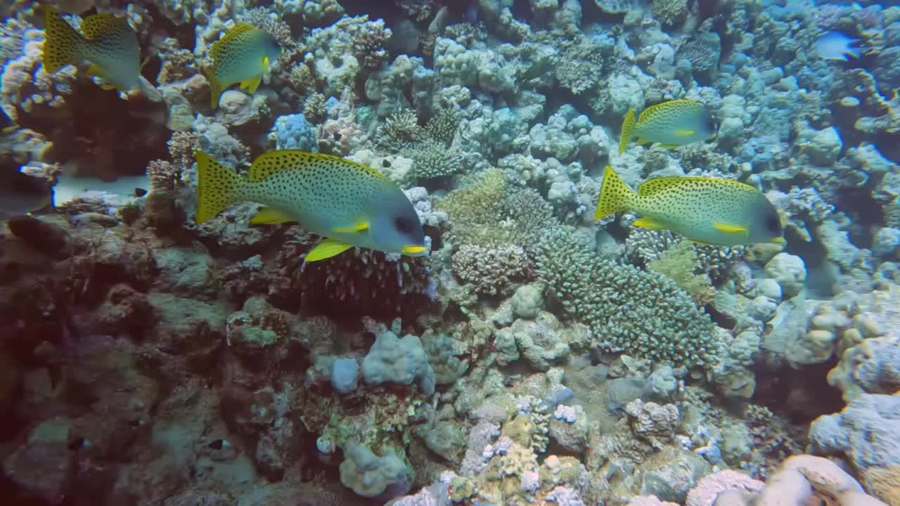 生活在埃及红海的黑斑鳄(Plectorhinchus gaterinus)视频素材