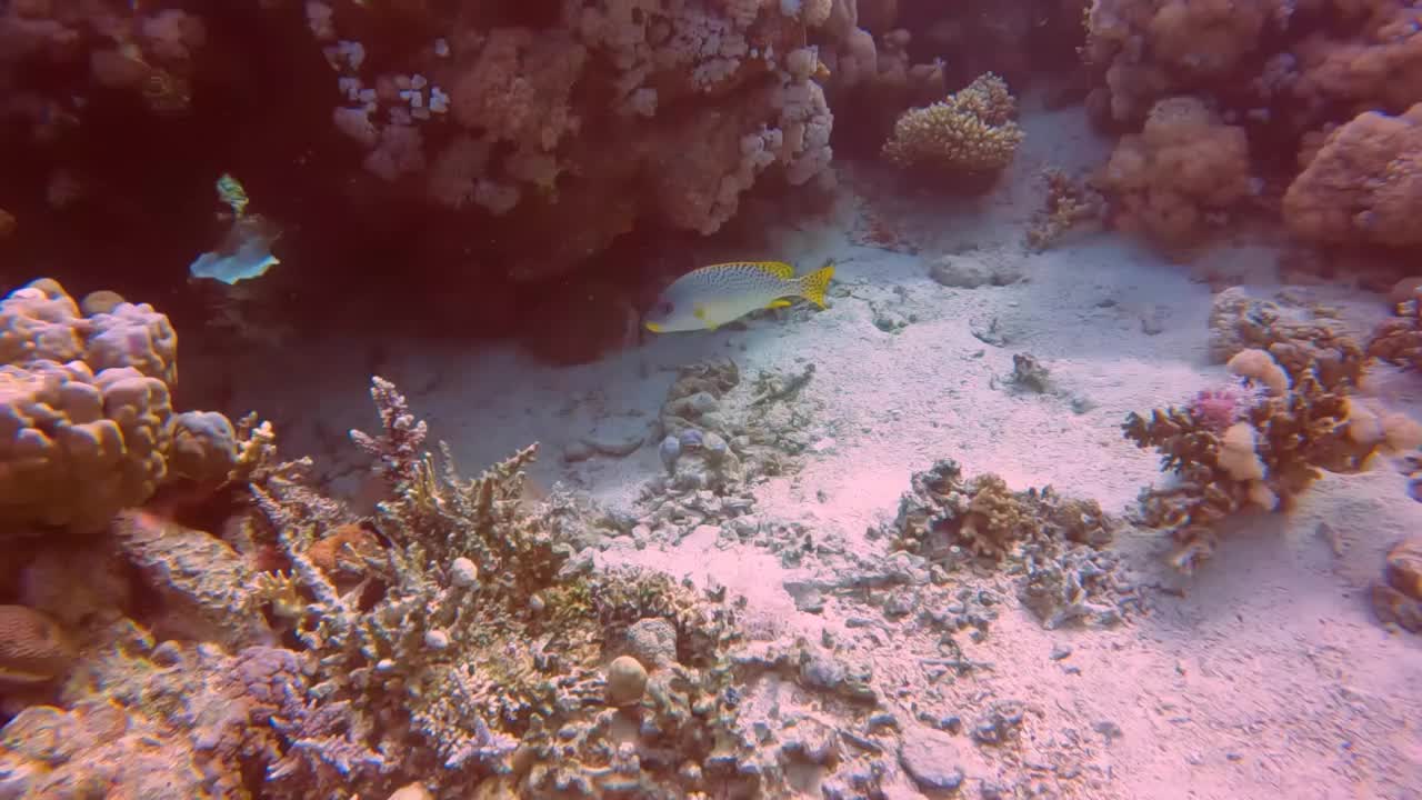 生活在埃及红海的黑斑鳄(Plectorhinchus gaterinus)视频素材