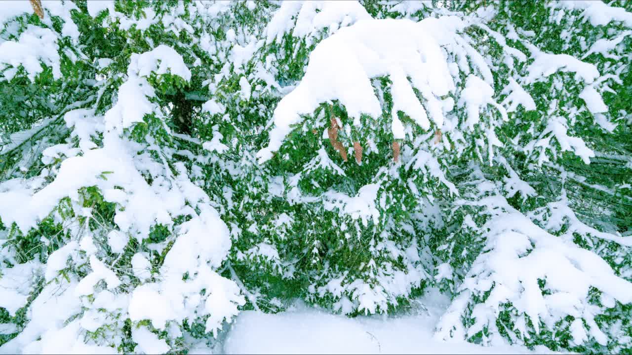 雪落在山上的森林树木上。美丽的4K超高清视频剪辑拍摄在寒冷的冬季喀尔巴阡山公园。高原国家公园的雪季镜头用4K拍摄视频下载