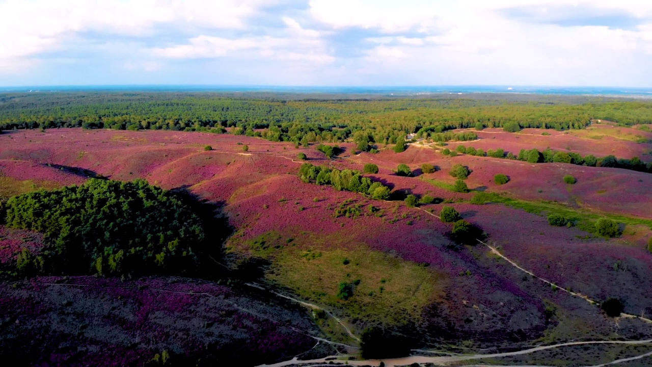 日出时盛开的石南花田在Veluwe Posbank视频素材