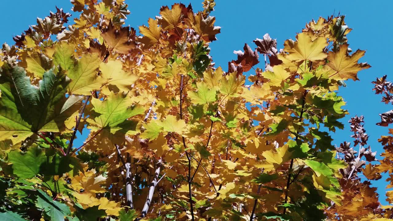 秋天的公园里，五彩缤纷的树叶在橡树上荡秋千。秋天的背景。美丽的自然风景视频素材