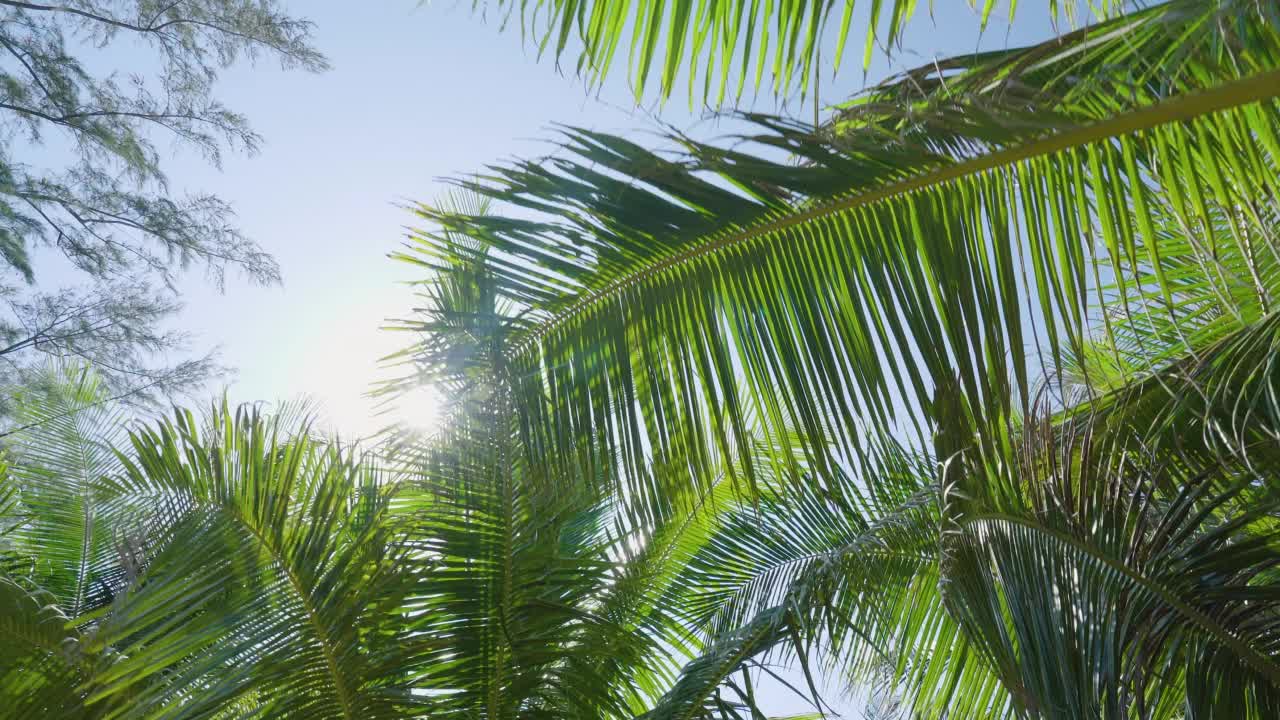 热带椰子树顶观太阳对蓝天夏天。巴西。视频素材