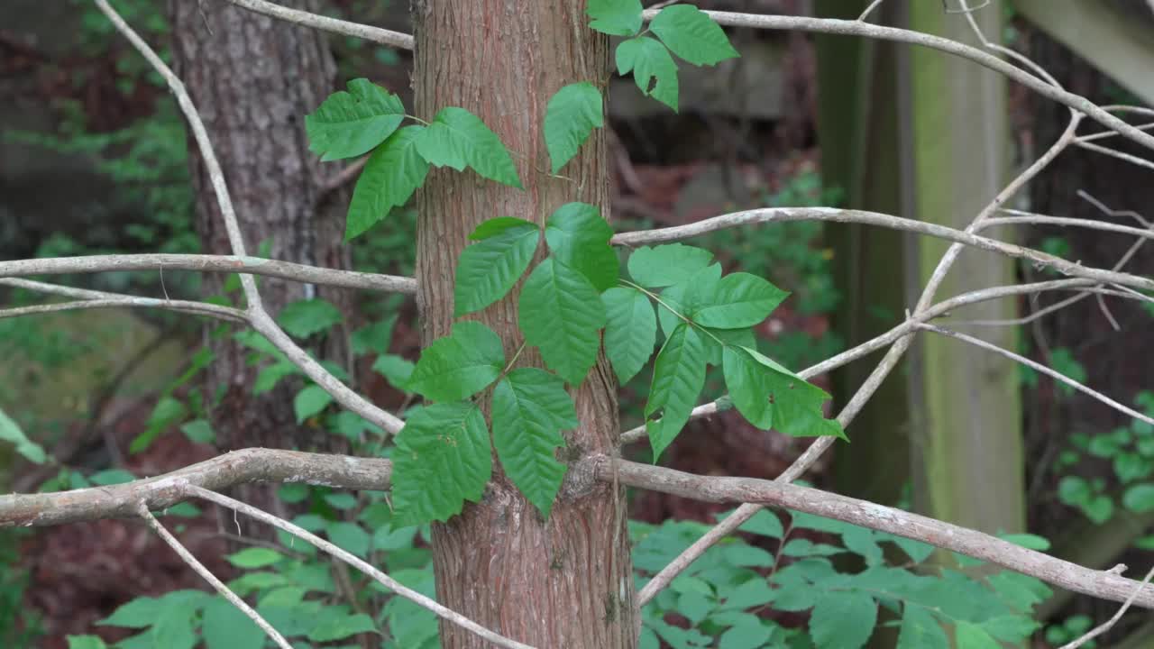 毒葛的叶子在风中摇曳视频素材