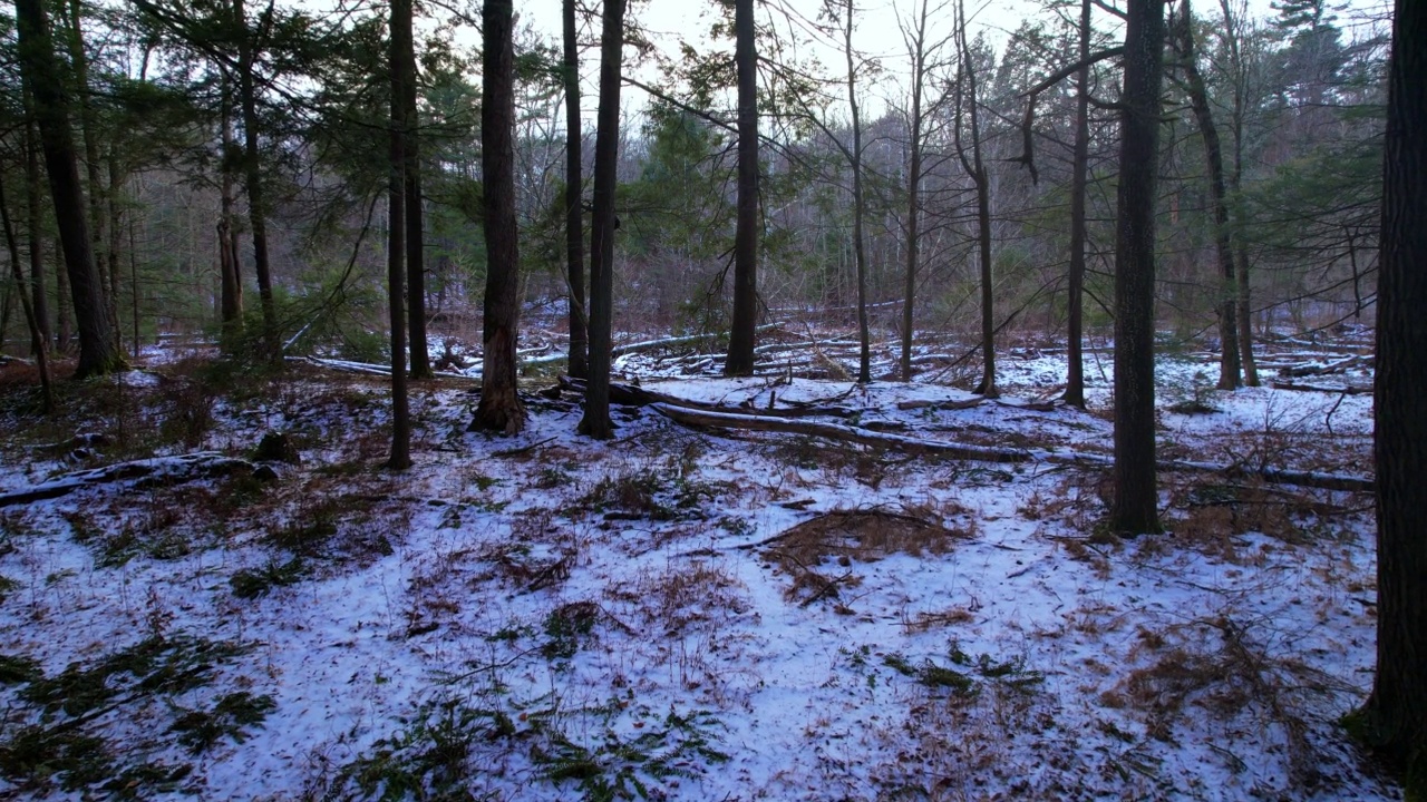 光滑的，低角度无人机拍摄的美丽的雪林视频下载