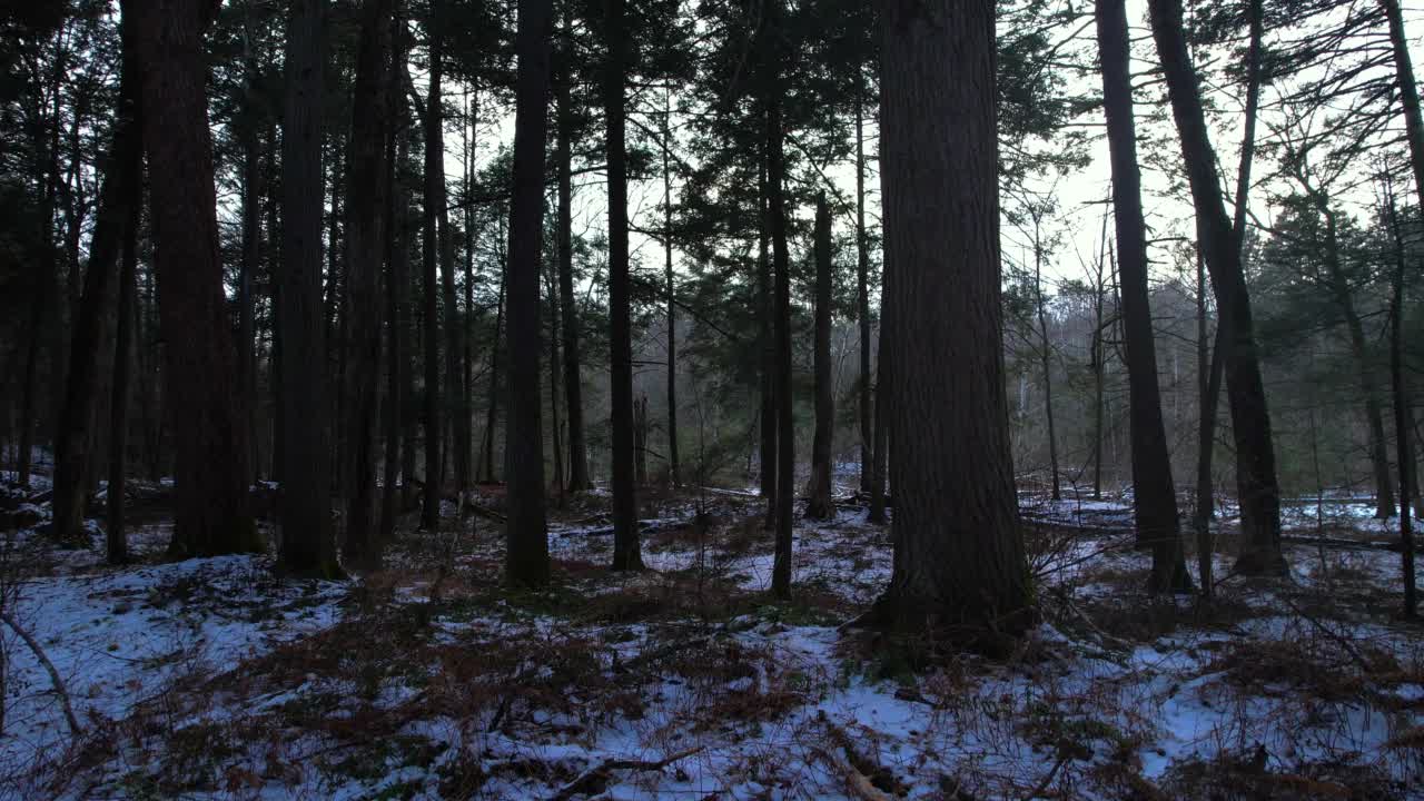 光滑的，低角度无人机拍摄的美丽的雪林视频素材