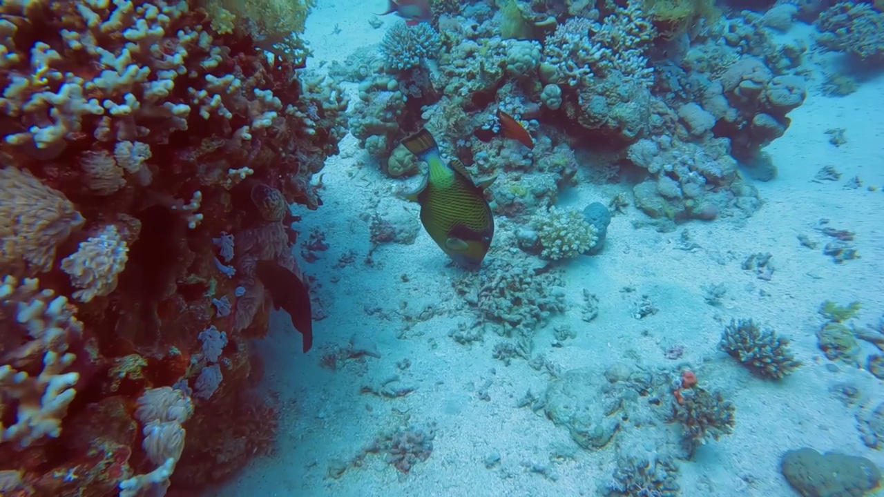 泰坦Triggerfish (Balistoides viridescens)在红海的4k视频片段视频素材