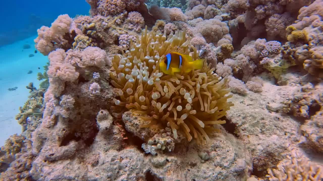 埃及红海海葵鱼(Amphiprion bicinctus)的4k视频视频素材