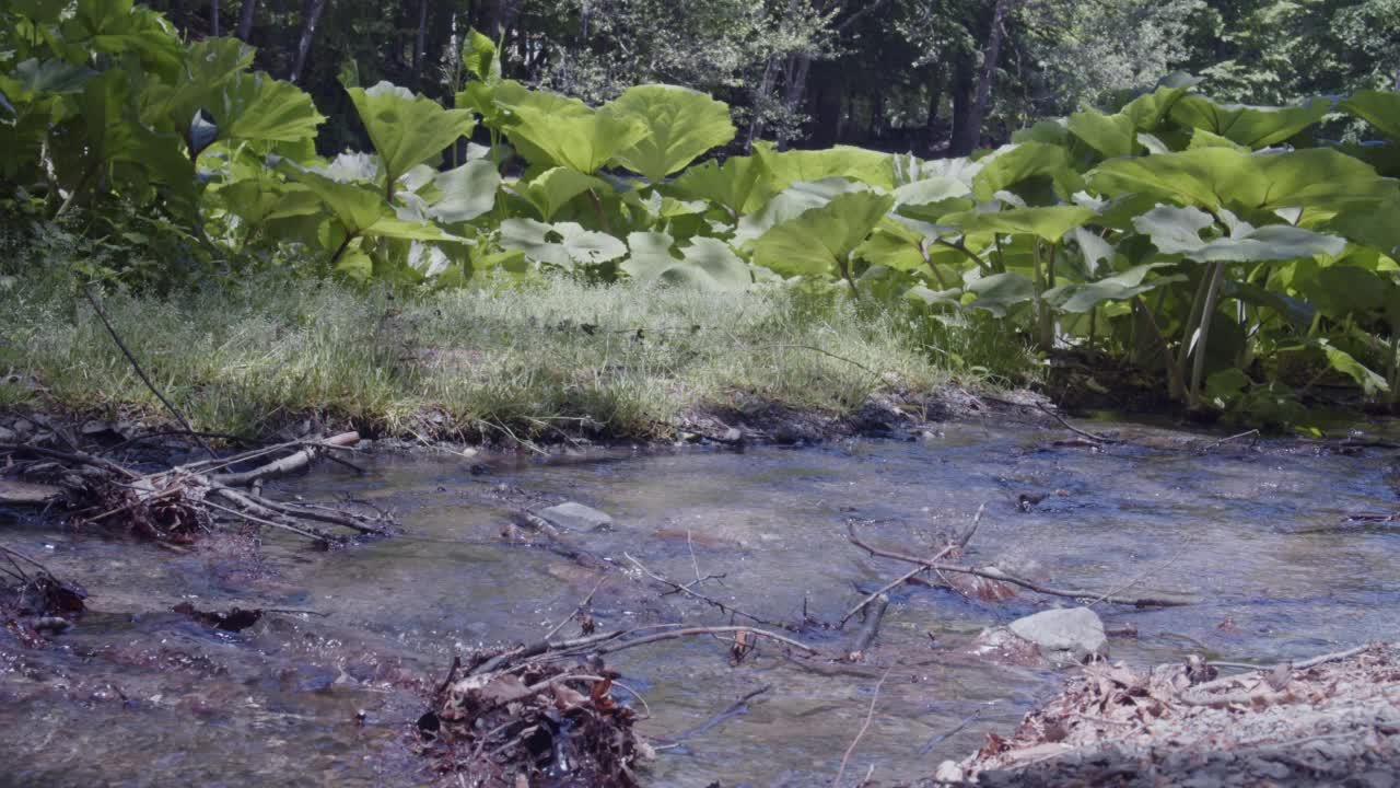 小溪流水视频素材