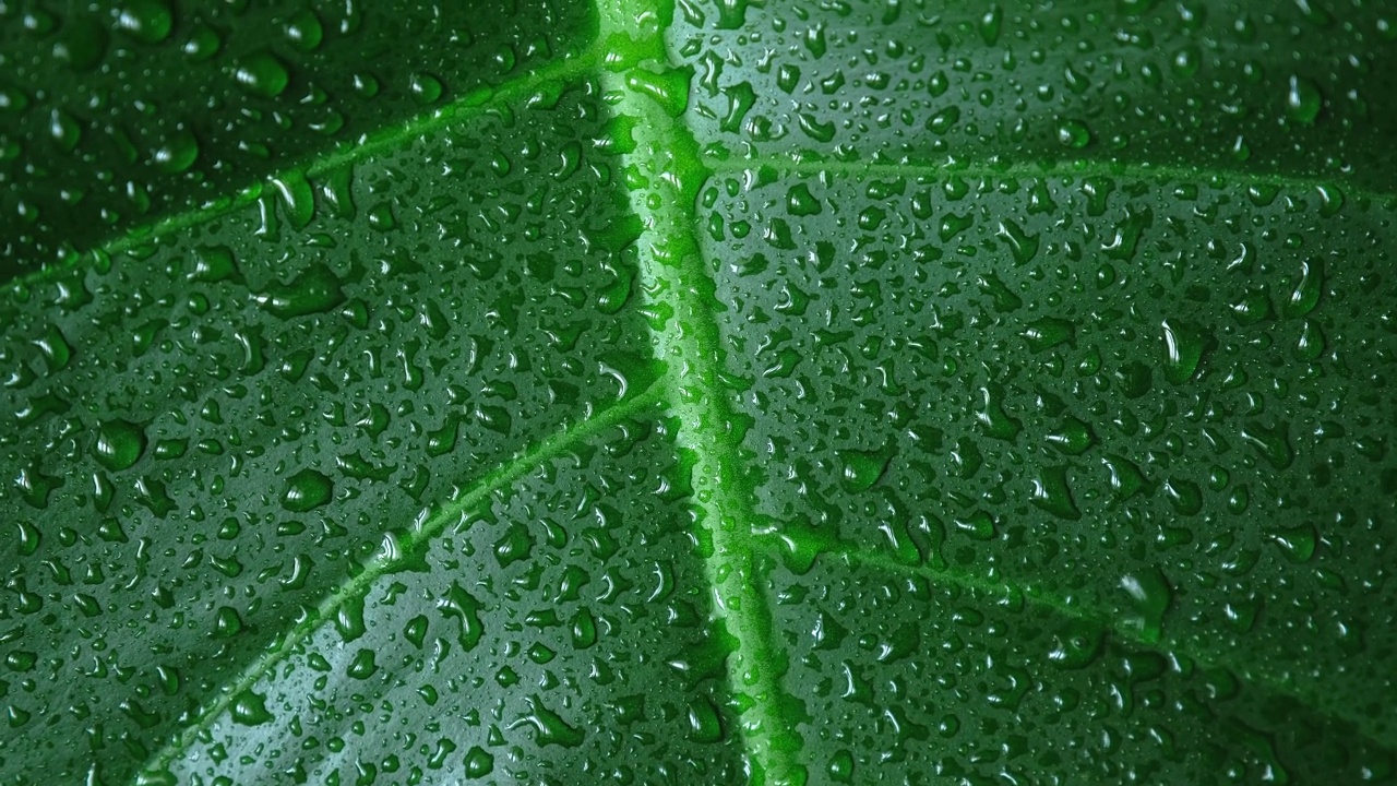 雨滴顺着植物的叶子流下。绿色的热带树叶与水滴密切视频下载