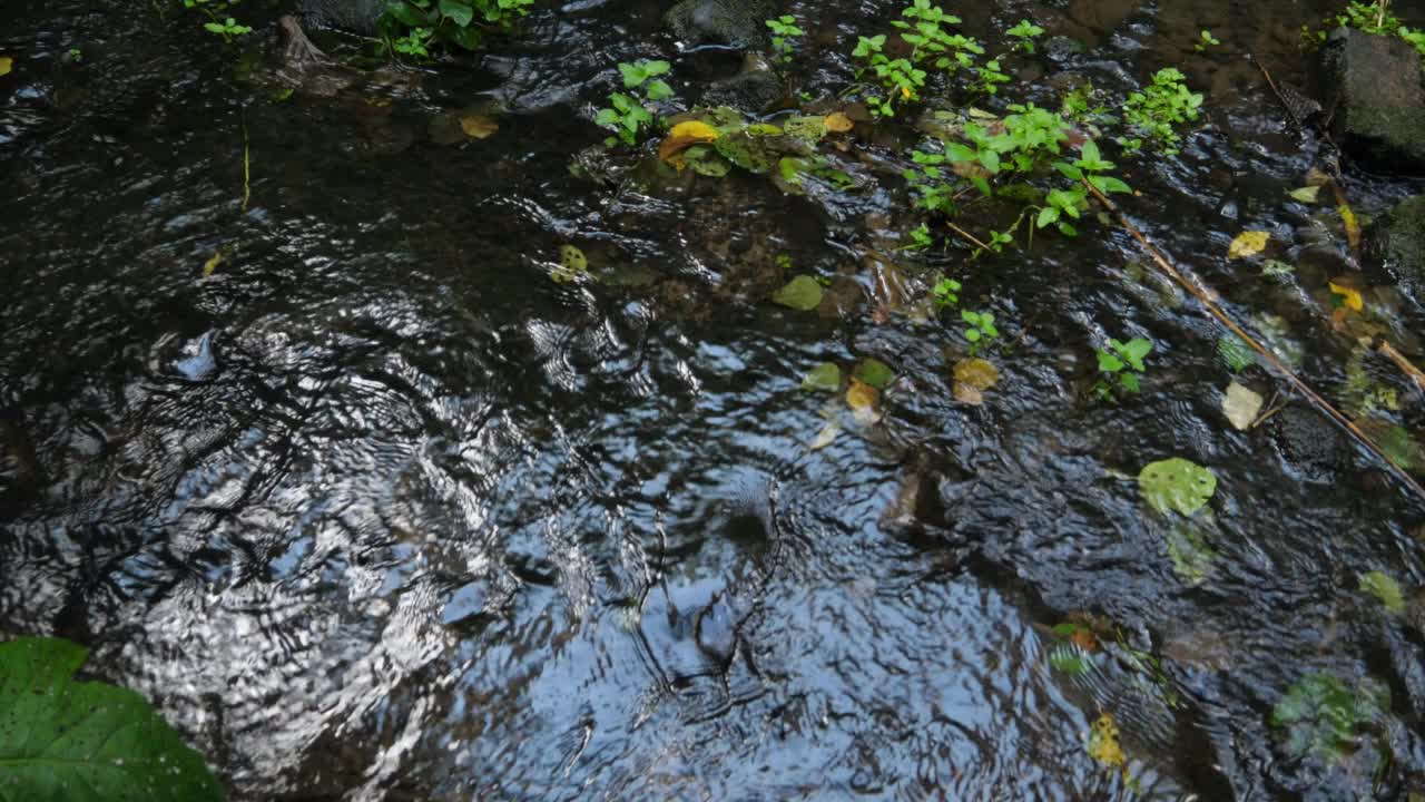 山涧流水，溪水湍急视频下载