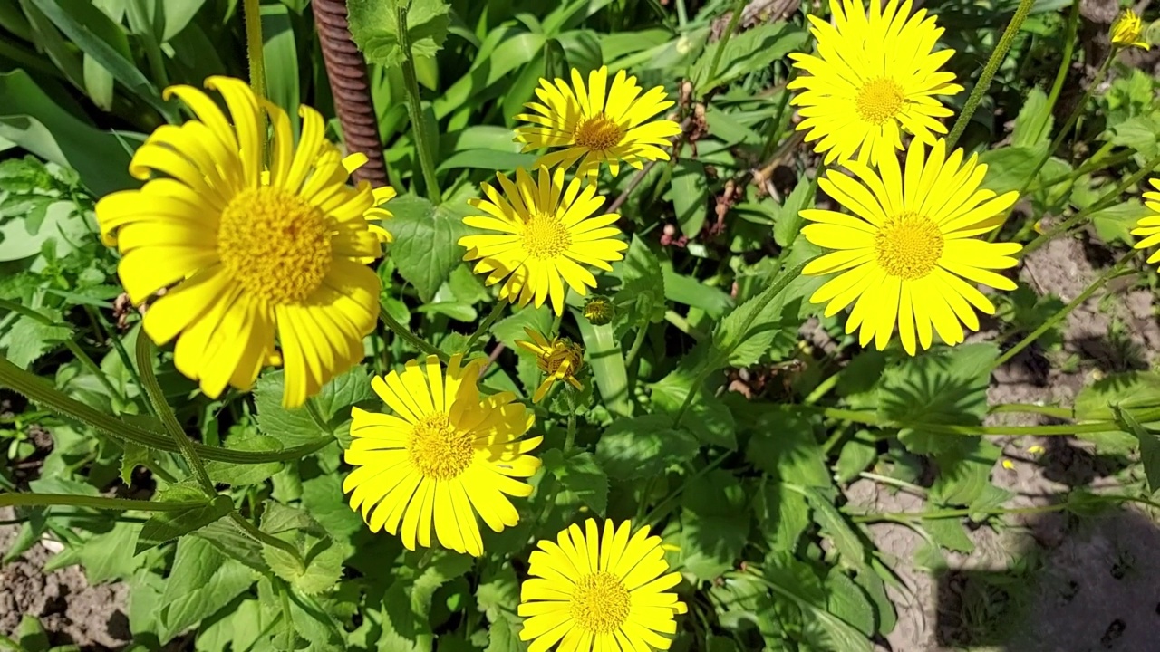 黄色的雏菊在花园里盛开。夏天的花。阳光明媚的一天。有风的天气视频素材