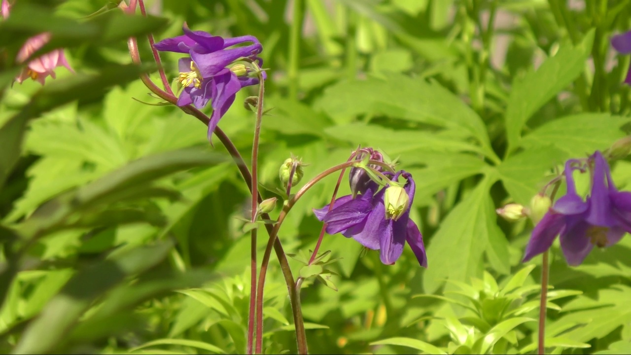 花Aquilegia vulgaris(拉丁文Aquilegia vulgaris)或Catchment (Columbine，祖母的帽子)视频素材