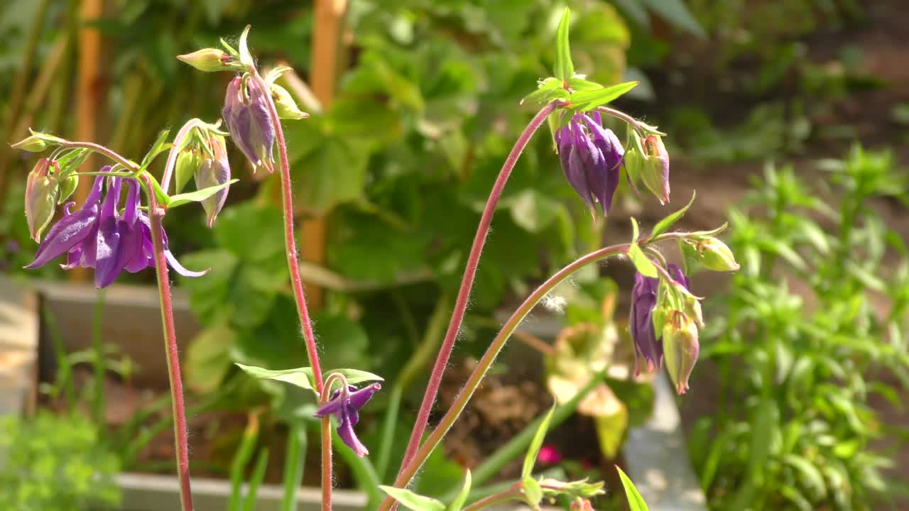 花Aquilegia vulgaris(拉丁文Aquilegia vulgaris)或Catchment (Columbine，祖母的帽子)视频素材