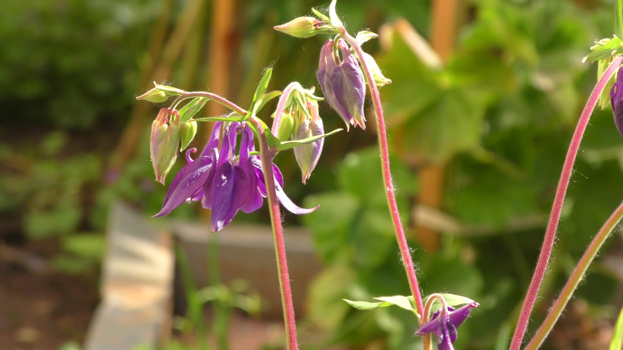 花Aquilegia vulgaris(拉丁文Aquilegia vulgaris)或Catchment (Columbine，祖母的帽子)视频素材